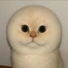 Ree