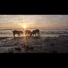 animallover2127