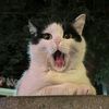 little.anomali0_