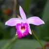 baonhi_80