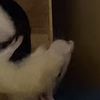 chrisjustinsarm77
