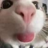 kimirella