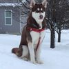 bluesky_the_snowwalker