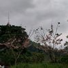 ymcarainia