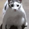 dinapo_