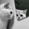 bila_yxx
