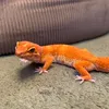 chiko_ggn