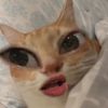 pijey_____
