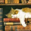 readingatnightforus