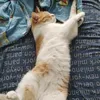 wall_kicker.s