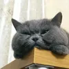 akainukhai