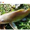 wsusanto5