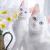 sansanjazib