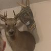 bocephus05