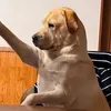 tolamun_yeucau