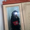 adkutogegeran