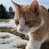 commonhousecat