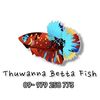 Thuwanna Betta Fish 🇲🇲🇹🇭