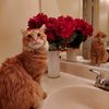 thekittycollectives