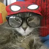gata._.borralheira