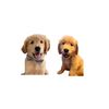 finleythegoldenbear