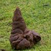 steamingpileof