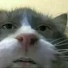 phucnvop