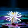 flowerwild8