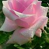 nohaeljamal15