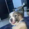 sjhinbu
