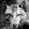wolfy3310
