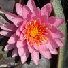 syugotenshi