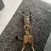 laiskayzf