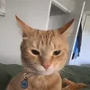 solomonie_