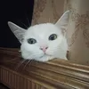 rewesya