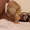 sosaervin