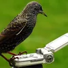 barneyfinch