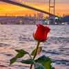 mohamed.ibrahim2981
