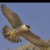ahmad_h630