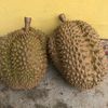_datukdurian
