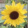 sunflowersunshine144