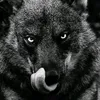 wolfhasnoboss