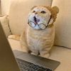 mecatmeowmeow