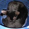 buncudari