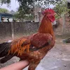 pet.online68