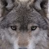 greywolf7169
