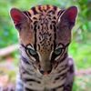 arikurniawan.xyz