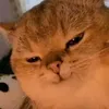 tdao_04