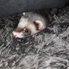 molly_the_ferret94