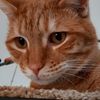 llewynthecat